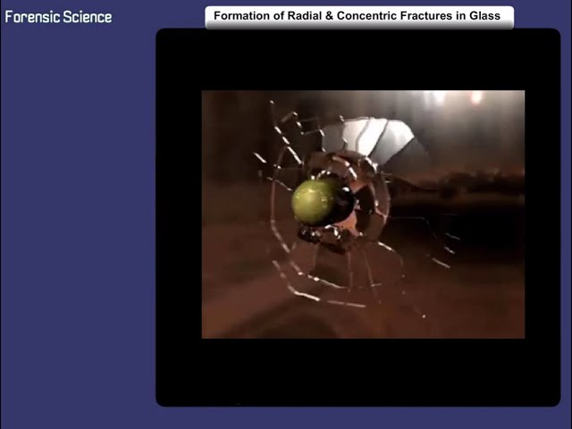 Formation of Radial and Concentric Fractures in Glass