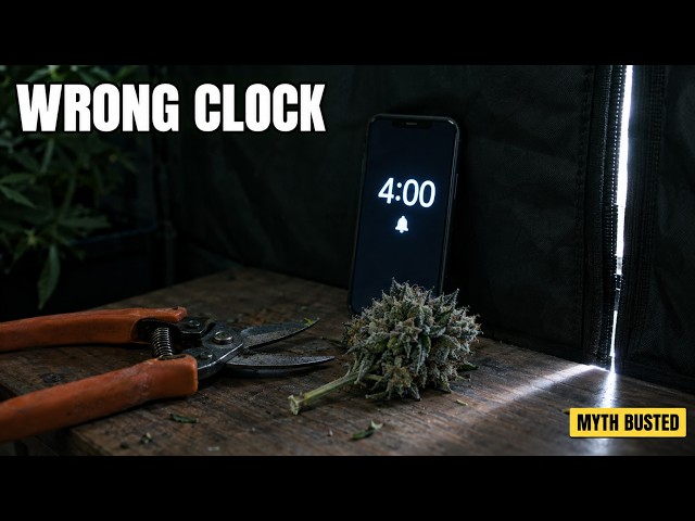 Stop Chopping at Lights-On (The Trichome’s Hungriest Hour)