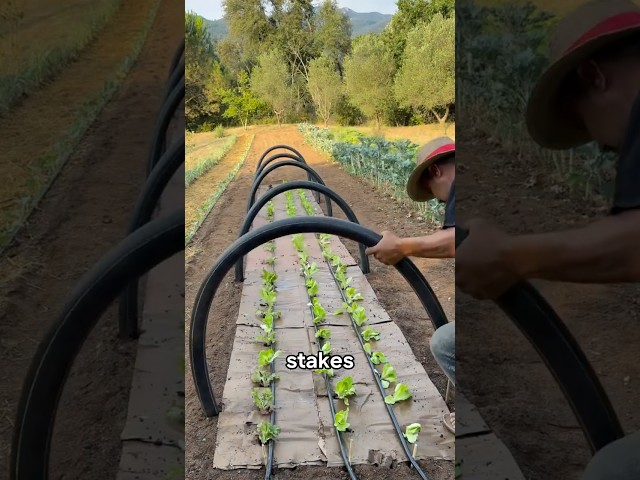Hack to Get Rid of Weeds for Good