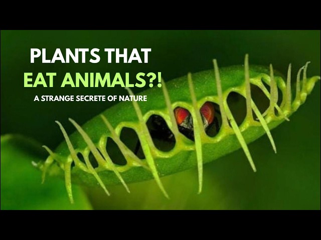Did You Know Some Plants Eat Animals? 🌱🪰 | The Strange World of Carnivorous Plants