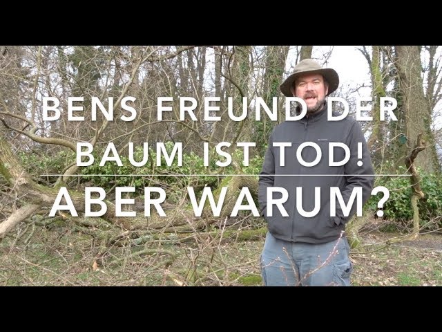 ...er starb im frühen Morgenrot... Tralala! Ben untersucht nen gefallenen Baum.
