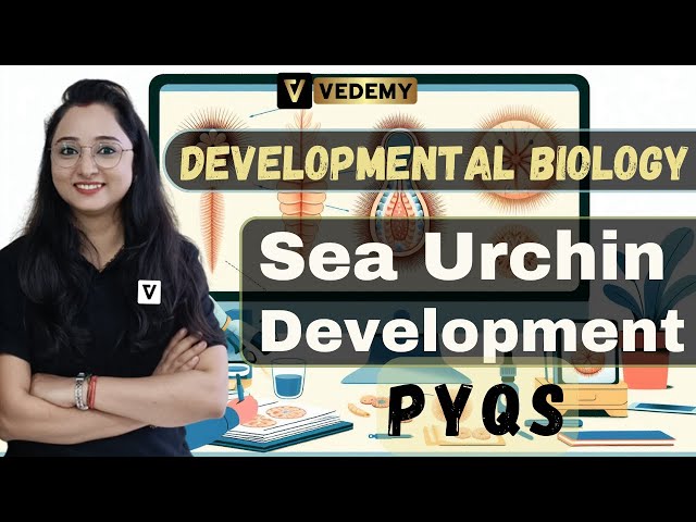 Sea Urchin Development PYQs | Developmental Biology | CSIR | DBT