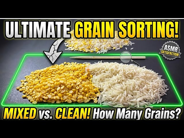 Ultimate Lentil Sorting ASMR LIVE 🌾 | Rice & Dal Sorting Sounds | Satisfying No Talking