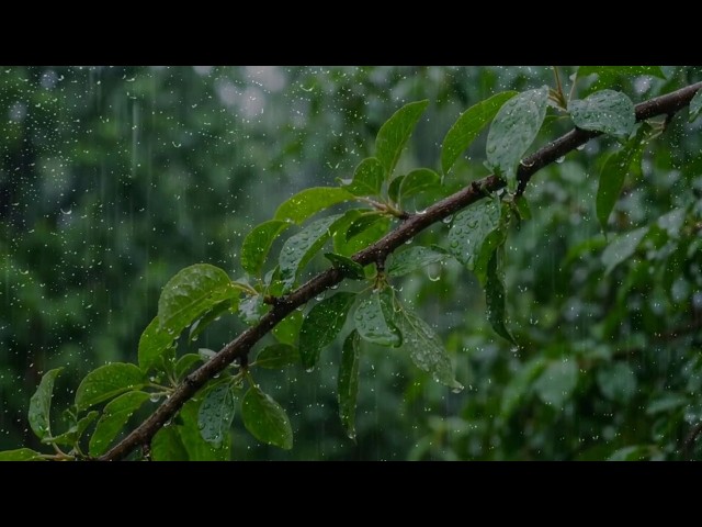 Soft Rain Sounds for Sleeping 🌧️ Calming Nature Ambience to Relax Your Mind