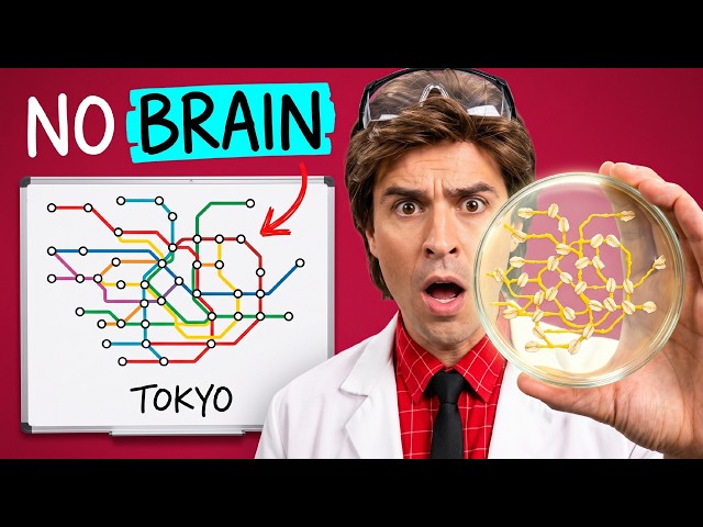 A Slime Mold Matched Tokyo's Railway in 26 Hours