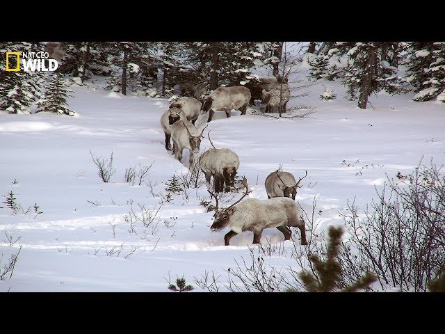 BBC I The phenomenon of snow in the wilderness I Wild Animals
