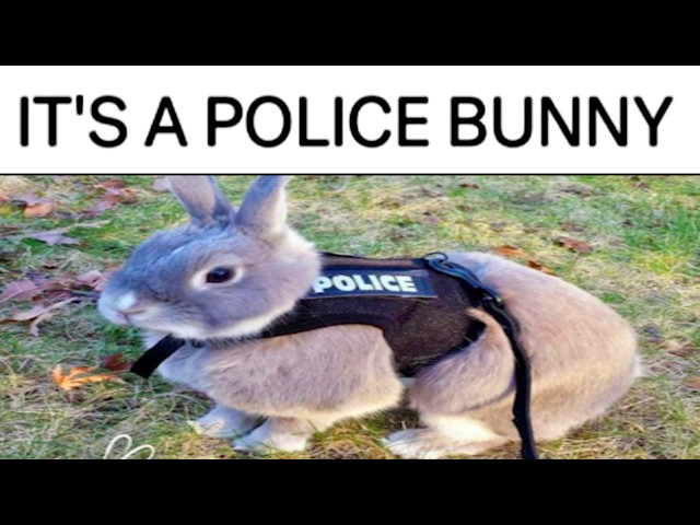 RABBIT MEMES