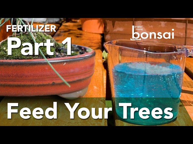 Are You Using The Wrong Fertilizer? Bonsai Care Guide