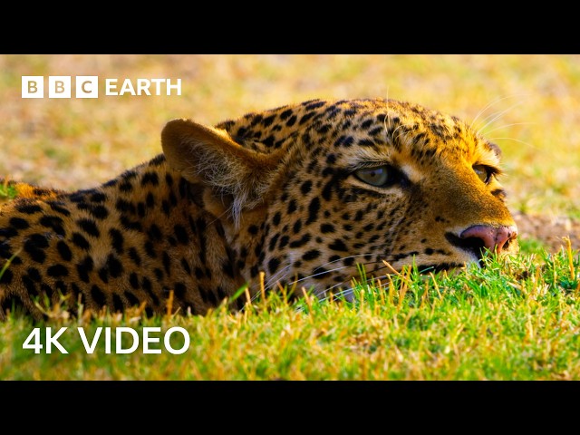 The Amazing Wildlife of Africa in Stunning 4K | BBC Earth