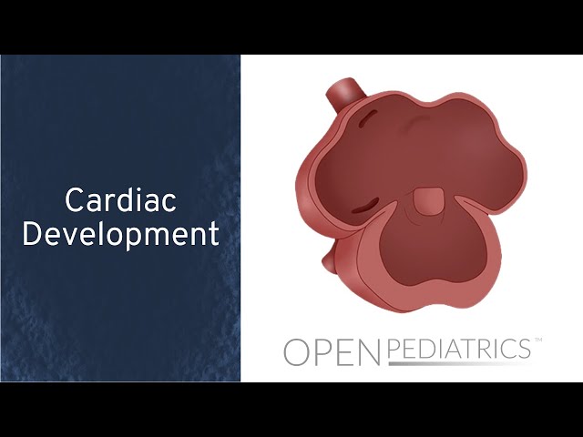 Cardiac Development by L. McCabe | OPENPediatrics