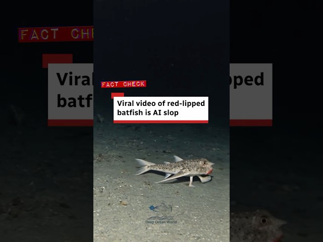 Fact check: Viral video of red-lipped batfish is AI slop