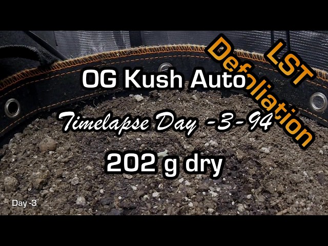 OG Kush Auto #2 Day -3-94 Timelapse #autoflower #fastbuds #timelapse