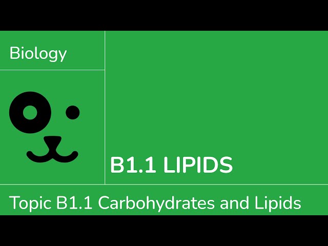 B1.1 Lipids [IB Biology SL/HL]