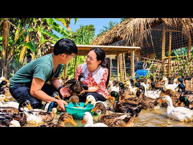 Vietnam Rural Life 🇻🇳  CEO Minh Builds Sung Thuong’s Dream Duck Coop 🦆