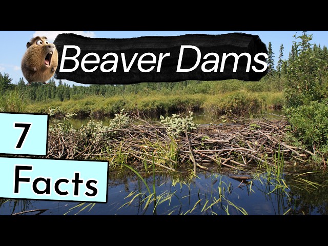 7 Absolutely Amazing Facts about Beaver Dams