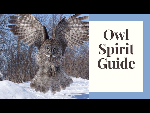 What Is The Owl Spirit Animal Teaching Us?