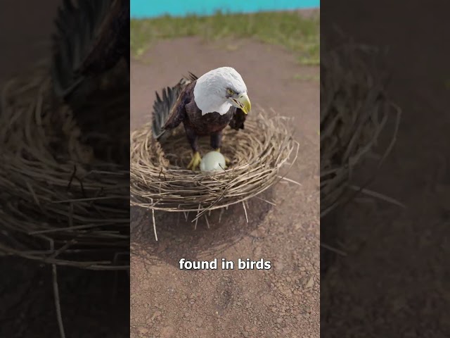 Why Are Eggs Egg-Shaped? 🤔