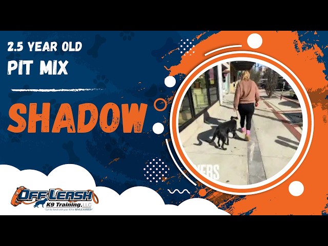 Shadow | 2.5 Year Old Pit Mix | Off Leash Pit Mix Training, Georgia