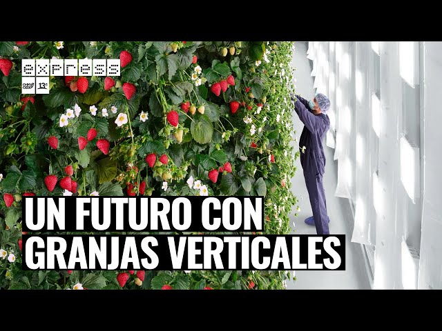 This vertical farm uses artificial intelligence to produce 1.8 million kg of strawberries per year