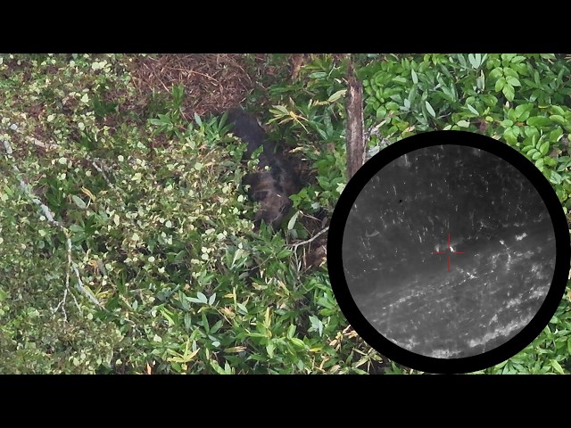 [Brown Bear Drone Footage Included] Infiltrating the Dent Corn Field