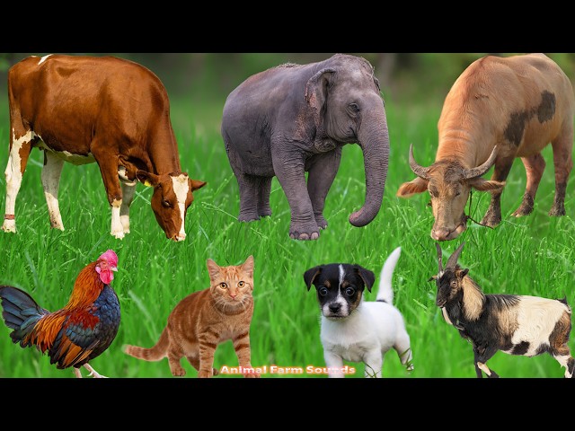 Farm Animals: Rabbit, Pig, Duck, Buffalo, Dog, Goat, Cow, Chicken – Animal Video