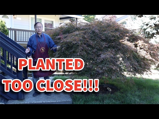 This Japanese maple was planted too close to the porch steps. Where should you plant this?