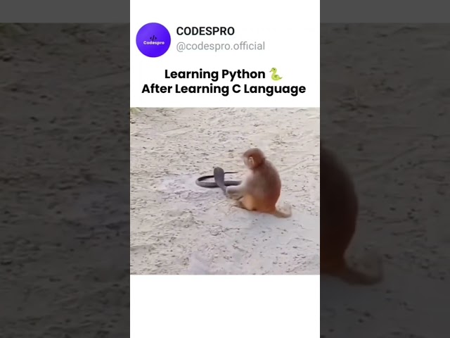 Learn python after learning C language 😂  #python #c #programming  #coding #development #memes