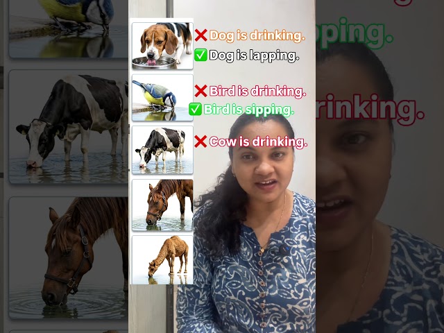 English vocabulary #englishvocabulary #phonics #englishgrammar