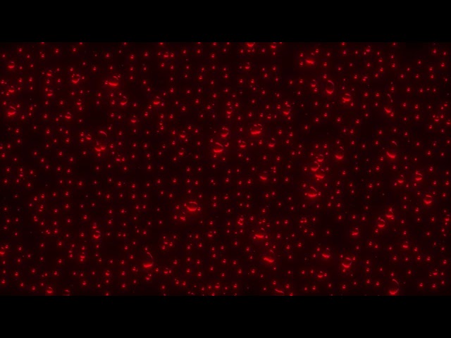 Red Rain Glowing 4K Halloween Background Ambient Visuals