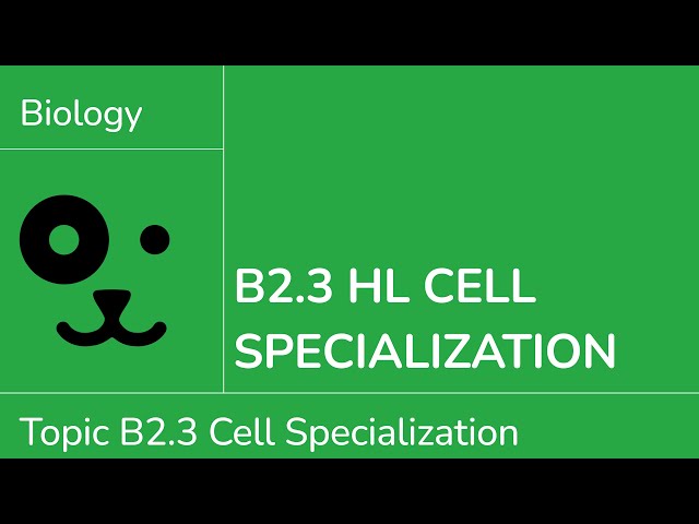 B2.3 HL Cell Specialisation [IB Biology HL]