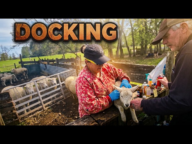 Docking: Real Sheep Work at Don Bob Anderson’s Farm — Part 3
