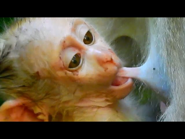 Wow Great! Sucking Milk Enough Baby Monkey Wild, With BBC Earth Nat Geo Wild, Animal, Documentary