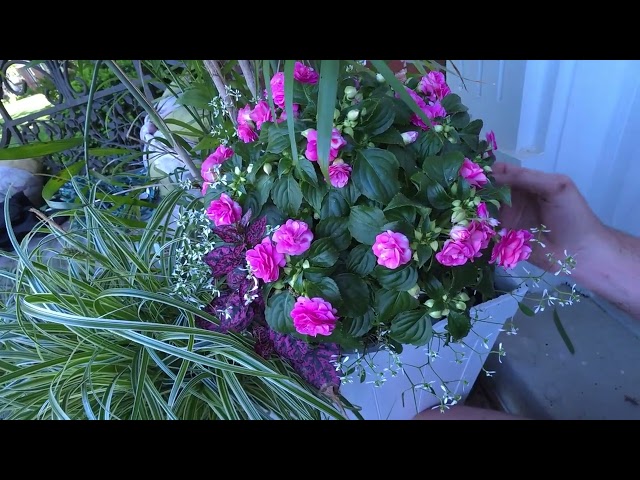 This Year's Front Yard Landscape Spring to Fall With Fails