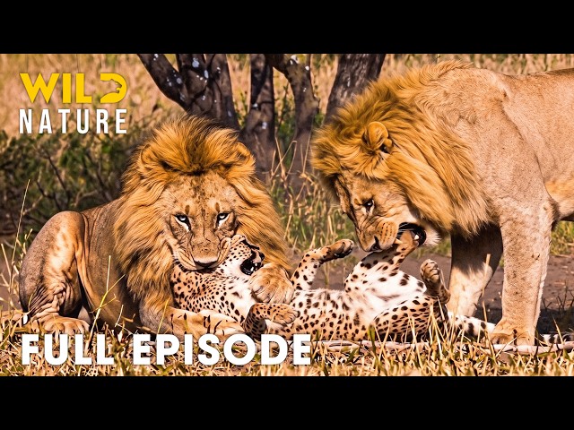 Africa's Deadliest Fights of Strongest Predators | FULL EPISODE | Wildlife Documentary