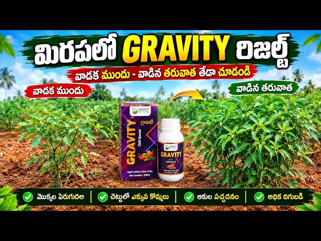 #మిరపలో #GRAVITY రిజల్ట్ 🔥 వాడక ముందు vs వాడిన తరువాత తేడా చూడండి | మొక్కల పెరుగుదల ఎలా ఉందో చూడండి