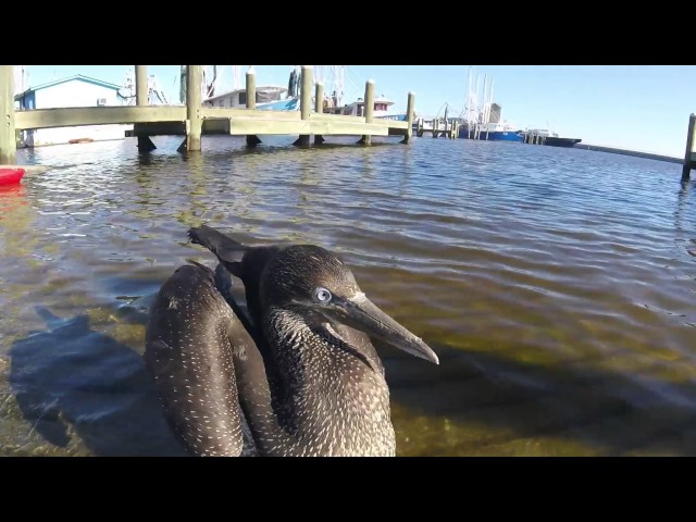 W@HR Generalized Fungal Disease Gannet Being Released At The Pass Christian Harbor