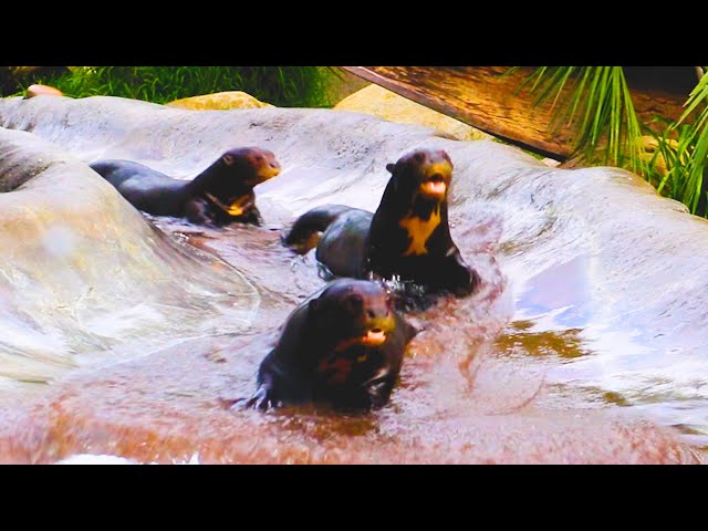 Funny Otters Compilation - TRY NOT LAUGH 🤣 || PETASTIC 🐾