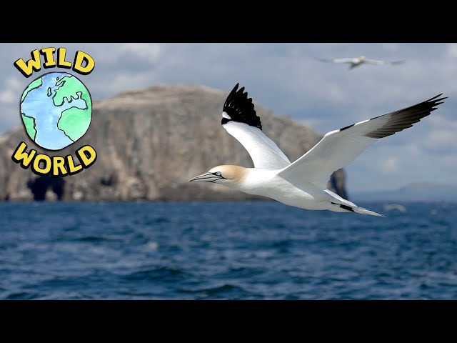 Wild World - The Gannet | ZeeKay