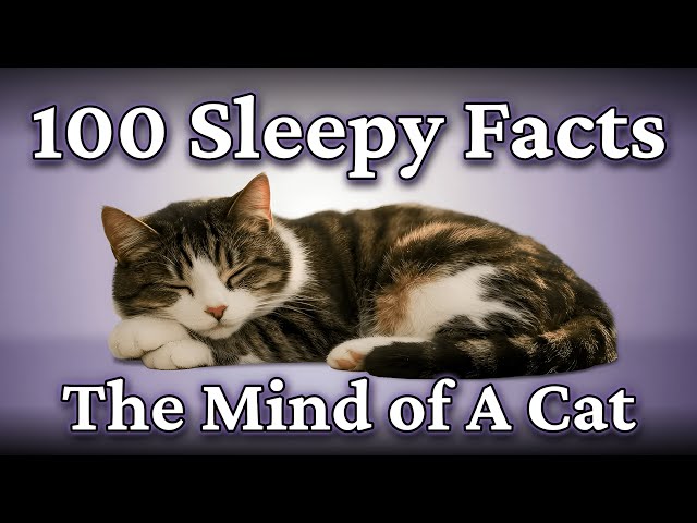 The Quiet Science of Cats (A Calm Science Documentary)