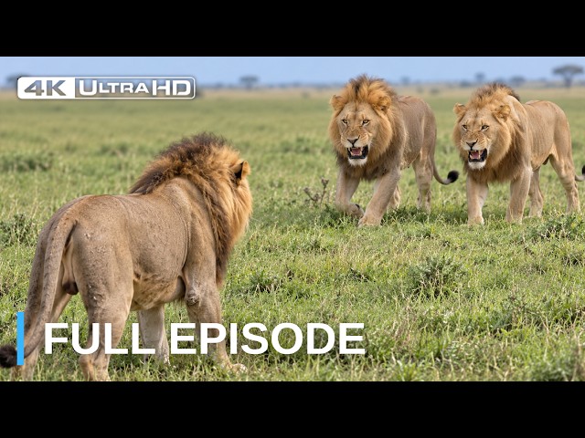The Old Lion Who Refused to Give Up His Kingdom | Wildlife Documentary