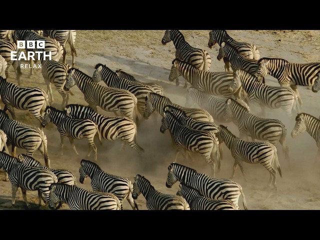 Nature's Greatest Migrations | BBC Earth Relax