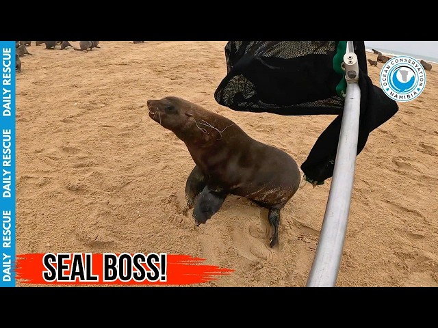 Furious Seal Bull Puts Up Massive Fight During Rescue