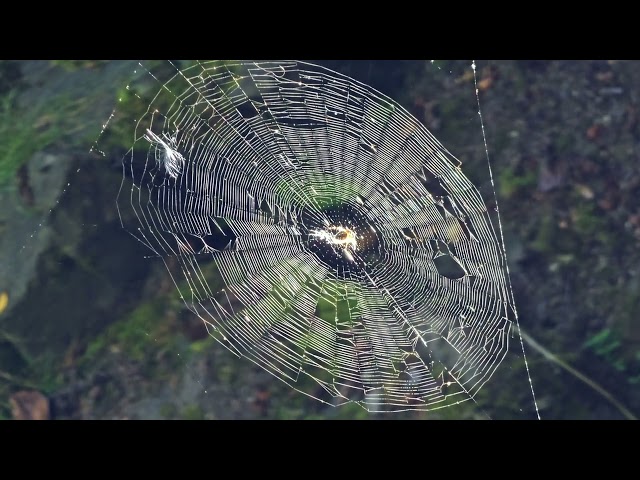 Spiderweb Halloween Background Video FREE Stock Video Download 