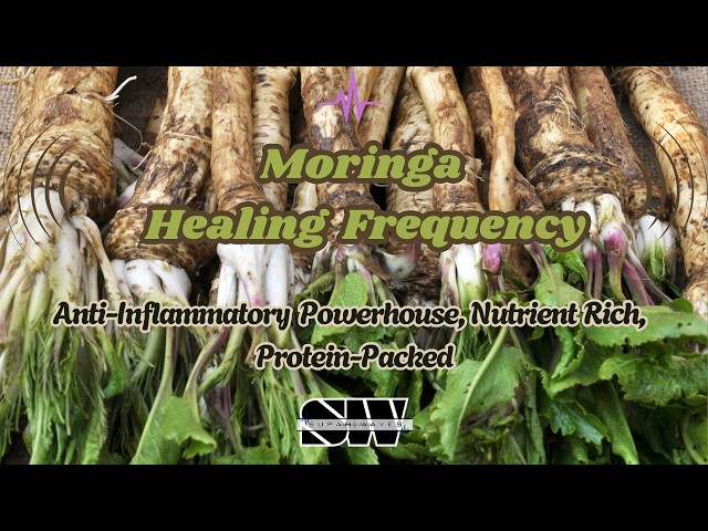 Moringa (oleifera) Healing Frequency | Anti-Inflammatory Powerhouse, Nutrient Rich, Protein-Packed