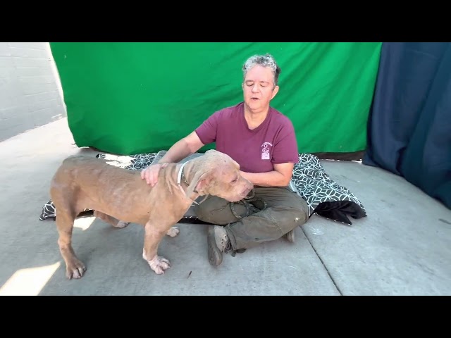 NEW! A5555708 Nala   | Pit Bull