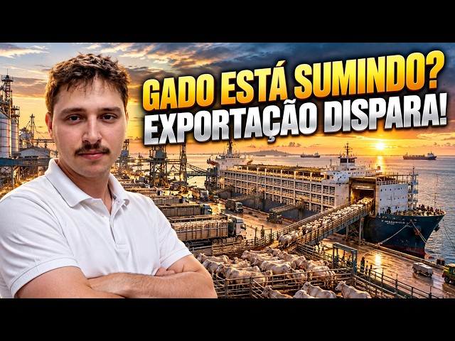 Never has so much cattle left Brazil: what could this trend trigger in the domestic market?