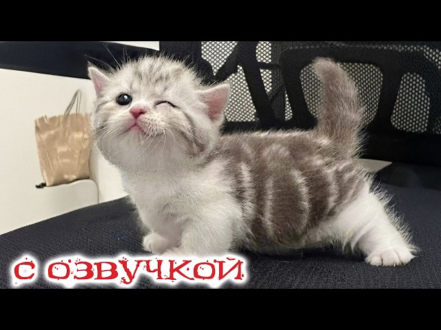 Funny cat videos! WITH VOICEOVER! Your favorite furry friends! The Funniest Animals of 2026! TO T...