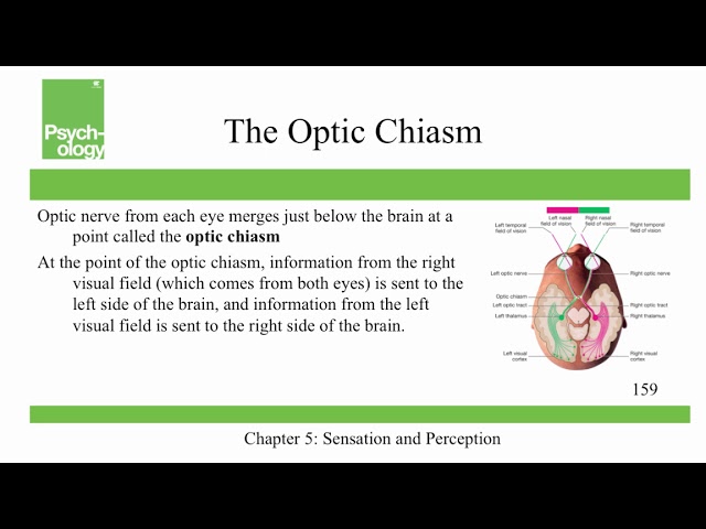 Openstax Psychology - Ch5 - Sensation and Perception
