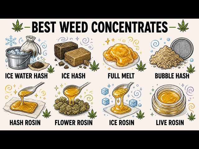 Every Weed Concentrate Ranked & Explained (Beginner to Expert)