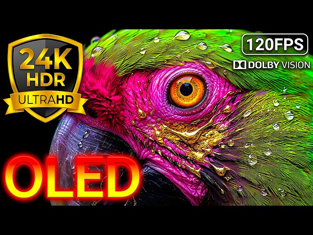 OLED Test: 24K HDR 120FPS Wild Animal Motion Dolby Vision 8K/4K Video